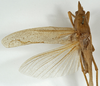 CollectionObject 1530645; 482fa01e-ba8d-4dc2-8a51-66399b3ab053: male, dorsal view (holotype). (CollectionObject).