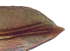 First valvula of ovipositor on Coarctana nigromedia Domahovski & Cavichioli, 2023: Female paratype [DZUP]: apical portion of first valvula, lateral view. (Observation).