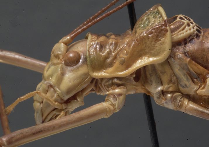 male pronotum, lateral view (holotype). Depicts CollectionObject 1505910; 99b6ae4e-dae6-40e4-b448-99a0e54abead, a CollectionObject.