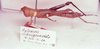 Hyleacris rubrogranulata Amédégnato & Descamps, 1979: Image Carbonell, C.S. male, lateral view (holotype). (Otu).
