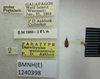 CollectionObject 1595416; e23e286b-b4dd-4432-81f2-e6bb8ba2c6a8: Darwinysius wenmanensis. Paratype. (BMNH) - (CC BY-NC 4.0) Photo by Stuart Cole, reproduced with permission from the Natural History Museum, London, UK. (CollectionObject).
