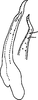 Stylus: !! display not done !! on Amrasca (Amrasca) splendens Ghauri, 1967: Stylus. (Observation).