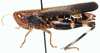Pseudoarcyptera carvalhoi (Bolívar, 1890): female, lateral view. (Otu).