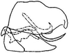 Pygofer, lateral view: !! display not done !! on Chlorotettix fallax Sanders & DeLong, 1922: genital capsule, laterally. (Observation).