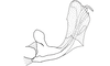 Ommatolampis perspicillata (Johannson, 1763): Fig. 156. apex of endophallus, lateral view. (Otu).