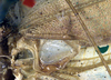 CollectionObject 1517020; 1a296d38-0e0b-43e0-bd13-31bd6dc7fd2b: male, base of right tegmen (holotype). (CollectionObject).