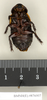 Panesthia regalis Walker, 1868: Copyright Natural History Museum, London. Paralectotype (adult male) in BM(NH). Ventral view. (Otu).