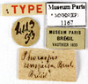 Phoraspis leucogramma Perty, 1832: CC BY-NC-ND 4.0/MNHN - Depraetere Marion - 2014. Type, female, of conspersa Brullé, 1835. Specimen number: MNHN-EP-EP1167. http://coldb.mnhn.fr/catalognumber/mnhn/ep/ep1167. (Otu).