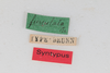 CollectionObject 1505681; bd75f36b-ca28-4097-835e-6cf12b12c842: female, labels (syntype #3). (CollectionObject).