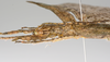 CollectionObject 1590159; e86c7da8-db53-421f-847b-132d6e3ea04a: copyright MNHN, Paris. female: head & thorax, lateral view (neotype). (CollectionObject).