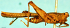 CollectionObject 1503211; 29ecfa90-cd49-4026-adb7-78d6c16e6522: female, lateral view (syntype of Bolotettix exiguus). (CollectionObject).