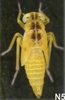 Habitus, lateral view: !! display not done !! on Alebra albostriella (Fallén, 1826): Nymph (N5). (Observation).