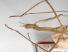 CollectionObject 1561544; 30330bba-5941-41c0-9261-d1ac48dfe74b: copyright ZMHB, Berlin. female: head & thorax, lateral view (syntype). (CollectionObject).;CollectionObject 1561545; 6b1e6c94-13ab-43a1-a65a-24f44cdb6703: copyright ZMHB, Berlin. female: head & thorax, lateral view (syntype). (CollectionObject).