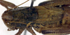 CollectionObject 1502545; eabd1ab9-1d55-4e7c-a9c9-3218ead4dcae: male, dorsal view (syntype). (CollectionObject).