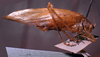 CollectionObject 1503414; MBBJ 3226139, e649db11-77b7-4cc1-844a-4b831806287c: female, lateral view. (CollectionObject).