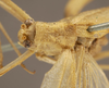 CollectionObject 1507307; 003bf091-9fd4-45dd-bbff-6d862f854339: female pronotum, dorsal view (holotype of Anaulacomere maranona). (CollectionObject).