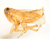 Habitus, lateral view on Delphacodes nigrinota Beamer, 1951: (Observation).