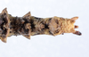 CollectionObject 1558793; 45bf295c-c385-46b4-bb43-c80acbd99aff: copyright ZMUH, Hamburg. female: end of abdomen, dorsal view (paratype). (CollectionObject).