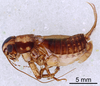 CollectionObject 1522767; b72b8fb4-7164-4e49-a28e-e1a3b048b396: Male, lateral view (holotype). (CollectionObject).