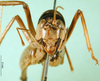 CollectionObject 1580543; 44d671ea-4d02-4395-8419-b3cc06d2ba50: male, frontal view (Rhaphidophora picea). (CollectionObject).