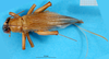 CollectionObject 1580112; d4606775-b3cc-4c90-ac40-8dd26cc89087: female, dorsal view (syntype). (CollectionObject).