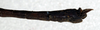 CollectionObject 1562148; NMW 158, 981aa3aa-7bae-409d-ac67-694cf5a8f0e5: copyright NMW, Vienna. male: end of abdomen, lateral view (holotype). (CollectionObject).