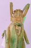 CollectionObject 1530755; eb911d78-83b8-4aa6-bce0-7cb3d2d960a3: male, dorsal view. (CollectionObject).
