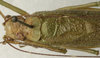 CollectionObject 1535154; 9dac2dbd-c38b-4ab3-af3f-424b96346702: male, dorsal view (syntype). (CollectionObject).
