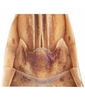 Ovipositor on Allophleps eques (Jacobi, 1910): pregenital sternite. (Observation).