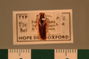 Euphyllodromia boliviensis (Shelford, 1909): Copyright UMO, Oxford. Type, dorsal view. (Otu).
