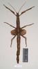 CollectionObject 1561531; NHMUK(SF IMPORT DUPLICATE) 844938, 8e2e757a-dc43-4936-9268-cd7db1ea400b: copyright Natural History Museum, London. female (holotype). (CollectionObject).