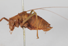 CollectionObject 1505904; 1ad138da-8b3f-41a7-bef0-d749c7e03b94: male, lateral view (syntype). (CollectionObject).