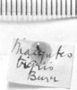 CollectionObject 1535432; ee74eca8-a592-4a4c-a6cc-578161a0b520: Image, Carbonell, C.S. label (holotype). (CollectionObject).
