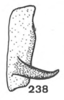 Other on Anisostylus stylatus Caldwell, 1949: (Observation).