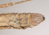 CollectionObject 1559595; NHMUK(SF IMPORT DUPLICATE) 844775, 338a2be8-f9cc-4214-8b77-676734117d15: copyright Natural History Museum, London. female: end of abdomen, ventral view (holotype). (CollectionObject).