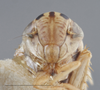 Head on Athysanella (Amphipyga) acuticauda Baker, 1898: Head. (Observation).