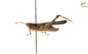 CollectionObject 1849211; 18829aed-037d-4b0e-9af4-ad246edd19df, Unioeste Cascavel K-0053: Male. Lateral view. (CollectionObject).