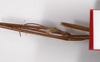 CollectionObject 1557137; b9e8cfd5-2703-4de1-a0f4-5eed5fa3f775: copyright ZMB, Berlin. male: head and upper thorax, ventral view (syntype), copyright ZMB, Berlin. (CollectionObject).;CollectionObject 1557138; 5fc68556-22dd-4594-bd84-d4e4150cbe92: copyright ZMB, Berlin. male: head and upper thorax, ventral view (syntype), copyright ZMB, Berlin. (CollectionObject).