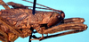 CollectionObject 1499552; 1d0d63ce-255d-4294-ae4d-6189b32e3396: female head and pronotum, lateral view (allotype). (CollectionObject).