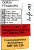 CollectionObject 1567529; a714ccc2-70fc-40b7-be6a-2bf782aa6f93: labels (paratype). (CollectionObject).