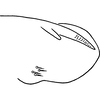 Pygofer, lateral view: Pygofer, lateral view. (Observation).