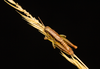 CollectionObject 2008379; 87149e62-d5ce-4acd-b635-507f95206430: brown male alive, dorsal view. (CollectionObject).