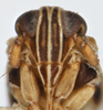 Head on Delphacodes nigrinota Beamer, 1951: (Observation).