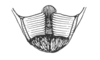 Ceuthophilus (Ceuthophilus) papago Hubbell, 1936: Fig. 682. male subgenital plate. (Otu).