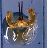 CollectionObject 1500545; 6389b533-5e55-4b41-aa08-9268f67ea488: titillator (holotype). (CollectionObject).