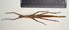 CollectionObject 1563756; 83cbfd78-fadb-461b-9fc7-5597cde468ca: copyright MIZ. female, ventral view (paratype). (CollectionObject).