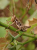 FieldOccurrence 62; a6cbd490-484c-43da-b2bf-47ec7ba147aa; Tanzania
Vumari S Pare, 2019/02/15: (FieldOccurrence).