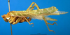 CollectionObject 1502442; c389ec07-12a2-4547-9f28-b994dae89fec: female, lateral view. (CollectionObject).