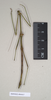 CollectionObject 1559453; 578e9e2a-4691-4089-8e01-37838b64286b: copyright Natural History Museum, London. female (paratype). (CollectionObject).;CollectionObject 1559454; ebecc9ec-62c2-4dee-968b-3db0f117c7ff: copyright Natural History Museum, London. female (paratype). (CollectionObject).