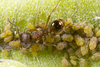 Aphis (Aphis) asclepiadis Fitch, 1851: A. asclepiadis attended by ant on Asclepias syriaca (Photo:Voegtlin, D.). (Otu).